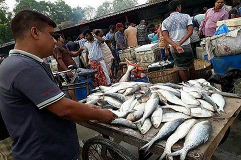 তিন যুগেও এতো ইলিশ দেখিনি